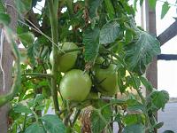  Um tomaterio que nasceu num cercadinho de um muda de arvore, na rua. E olha que já tem até tomate verde!
