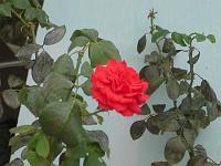  Uma rosa vermelha de um jardim alheio :P
